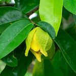 Soursop Tree Live Plant for Planting, Sweet Soursop Plant Live 5-9 Inch Tall, No Pot, Annona Muricata Giant Soursop Fruit Tree Plant