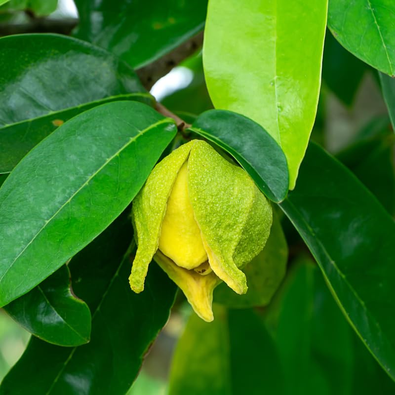 Soursop Tree Live Plant for Planting, Sweet Soursop Plant Live 5-9 Inch Tall, No Pot, Annona Muricata Giant Soursop Fruit Tree Plant