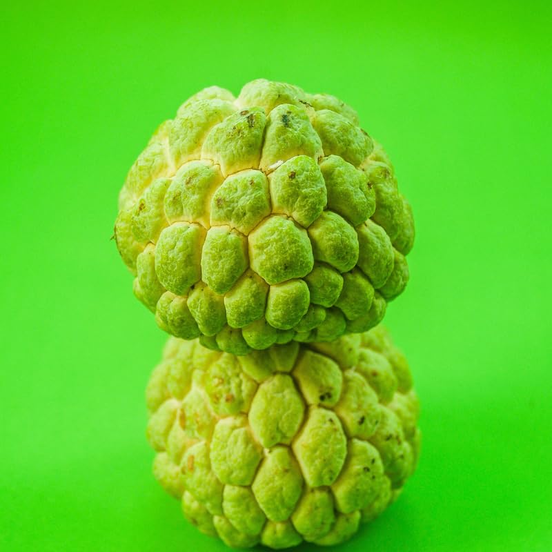 Annona Squamosa Sugar Apple Tree Live Plant, Starter Size 5”-10” Seedling in Pot, Custard Sugar-Apple Plant, Hardy, Tropical Flavor
