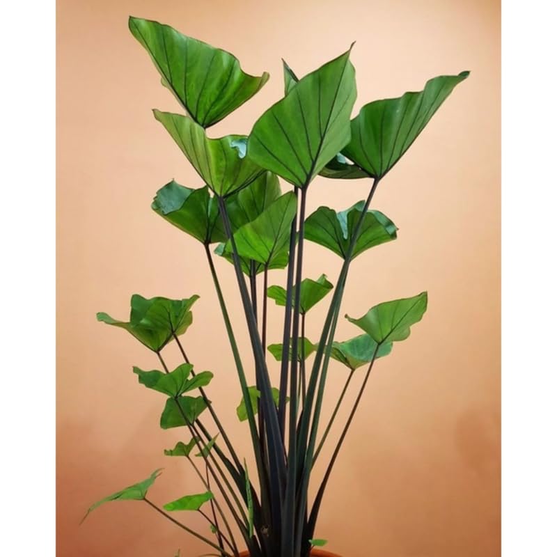 Black Stems Green Leaf Colocasia Live Plant, 5 to 8" in Tall, Taro Elephant Ear Alocasia Esculenta Live Plant for Planting, Live Colocasia Houseplant