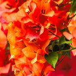 2 Orange Bougainvillea Plants Live, Flowering Bougainvillea Vine for Outdoor Garden or Trellis, 5-9 Inch Tall, Very Hardy