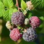 Pack 4 Raspberry Plants Live, 5 to 8 Inch Tall, Sweet Raspberry Bush Live Plants, Raspberries Fruit Seedlings, No Pot (Glencoe Thornless Raspberry)