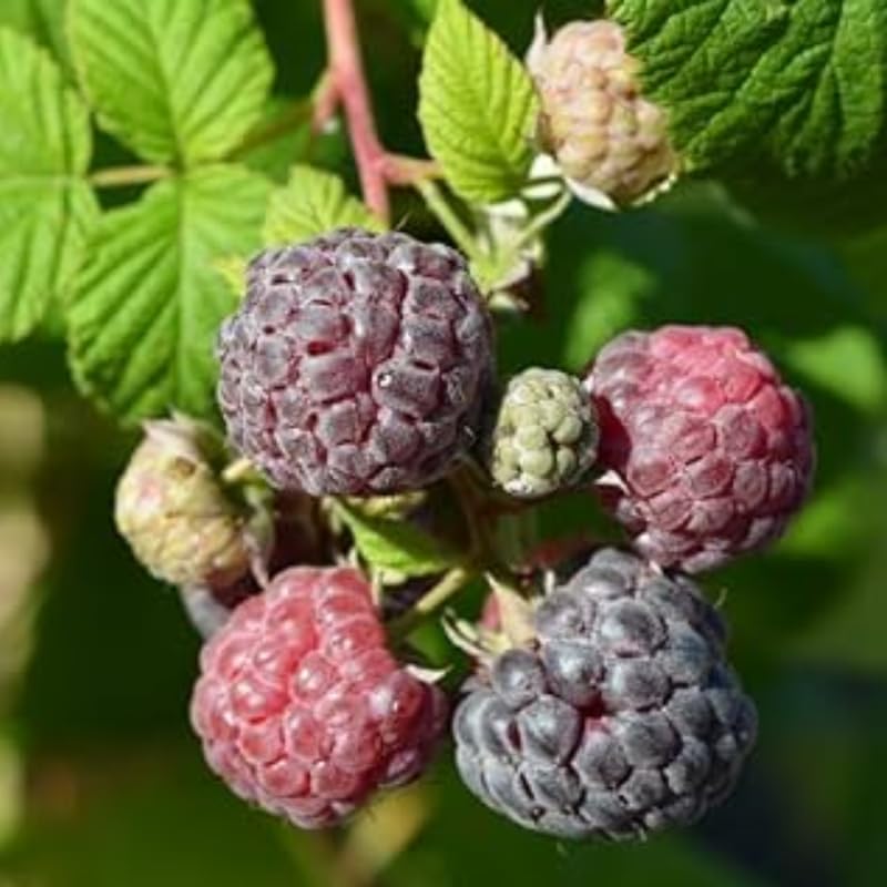 Pack 4 Raspberry Plants Live, 5 to 8 Inch Tall, Sweet Raspberry Bush Live Plants, Raspberries Fruit Seedlings, No Pot (Glencoe Thornless Raspberry)