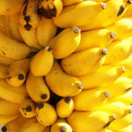 Truly Tiny Banana Plant Live, 4-6" Tall Well-Rooted for Indoor Tropical Displays, Cold Hardy Banana Fruit Tree