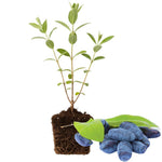 Blue Honeyberry Plant, Perennial Sweet Berry Bush, Size 6-8 Inch Tall Cold-Hardy Blue Honeyberry Bush, 1 Year Old Haskap Plant