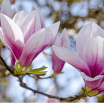 02 Saucer Magnolia Tree Live Plant in 2.5" Pot, 1 Year Old Well-Rooted Tree, Cold Hardy, Magnolia Shrub for Spring Planting, Fast-Growing
