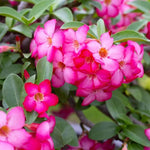 Pink Desert Rose Plant Live, 4-7" Tall, Adenium Obesum Well-Rooted Succulent for Indoor Outdoor Displays