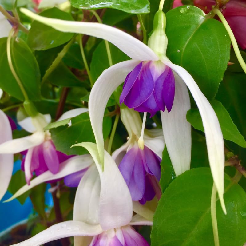 Vibrant Purple Fuchsia Plant Live 4'' Pot, Hardy Flowering Fuchsia Starter 3-6'' Tall, Hanging Basket or Patio Garden Plants, 2 Plants per Pot