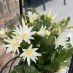 White Easter Cactus Plants Live, 4 to 6 Inch Tall Easter Cactus Plants Live Indoor Garden, Live Easter Cactus Flower Plant, Spring Cactus Live Houseplant, Easter Cactus