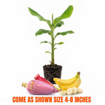 Double Banana Tree Live Plant, Edible Fruit, 4-6" Tall