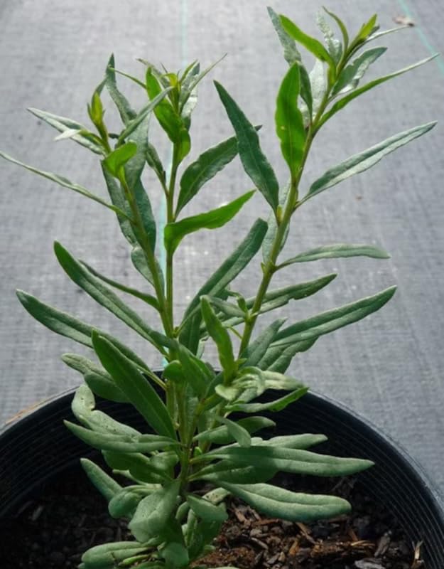 Pack 2 Live Goji Berry Plants, Goji Berry Bushes for Planting, 4-10" Goji Berry Ready to Plant, Goji Berries Tree Plants Live