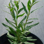 2 Goji Berry Plants Bushes for Planting, 8 Months Old Goji Berry Bush Ready to Plants, Goji Berries Trees Plants Live