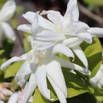 2 Belle of India Jasmine Plants Live, Climbing Jasmine Indoor Outdoor Live, Fragrant, 5-9" in Tall, No Pot, Hardy and Fast-Growing