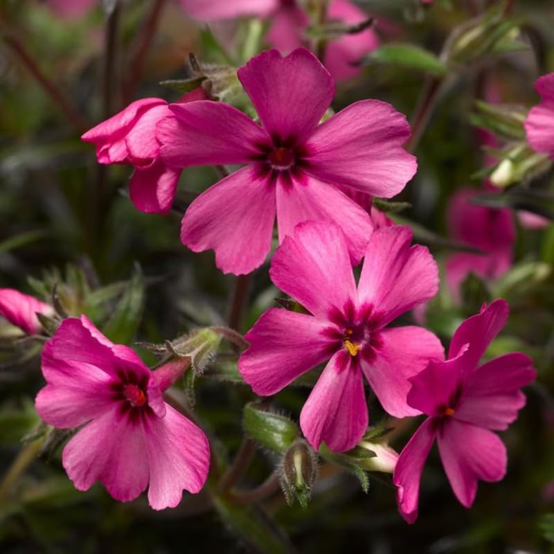 2 Pink Creeping Phlox Plants Live Plugs, 2-4" Tall, Hardy Creeping Phlox Ground Cover Ready to Grow