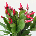 Red Easter Cactus Plants Live, 4 to 6 Inch Tall Easter Cactus Plants Live Indoor Garden, Live Easter Cactus Flower Plant, Spring Cactus Live Houseplant, Easter Cactus