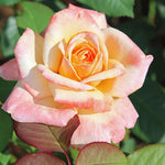 Rose Plant Live, Hybrid Tea Rose Bush Live Plant, 5-9 Inch Tall, Fragrant Flowers Shrub Ready to Plant Outdoor, No Pot, Well-Rooted (Sunset Rose)