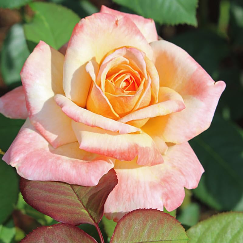 Rose Plant Live, Hybrid Tea Rose Bush Live Plant, 5-9 Inch Tall, Fragrant Flowers Shrub Ready to Plant Outdoor, No Pot, Well-Rooted (Sunset Rose)