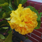 Hardy Hibiscus Plant Live, Double Yellow Hibiscus Tree Live Plant from 8 to 10 Inches Tall, Perennial Hibiscus Flower