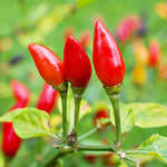Pequin Pepper Plants Live for Planting, in 4" Pot, Hot Chili Pepper for Indoor and Outdoor Growing