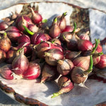 3 Egyptian Walking Onions Plants Live, Fast Growing, High Yield Walking Onion Plant for Perennial Planting, Outdoor, Winter Hardy in Zones 3–9