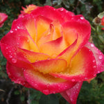 Rose Bush Live Plant, Hybrid Tea Rose Plant Live, 5-9 Inch Tall, Fragrant Flowers Tree, Well-Rooted 1 Year Old, No Pot (Rare Orange Rose)