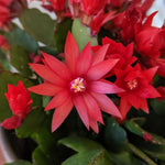 Red Easter Cactus Plants Live, 4 to 6 Inch Tall Easter Cactus Plants Live Indoor Garden, Live Easter Cactus Flower Plant, Spring Cactus Live Houseplant, Easter Cactus