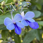 Clerodendrum Plants Live Well-Rooted for Outdoor Planting, Blue Butterfly Clerodendrum Wallichii Schmidtii Smithianum Light Bulbs Tropical Live Plant, Chains of Glory Tree, 5"-9" in Tall