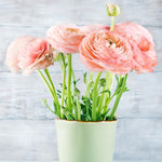 25 Ranunculus Bulbs for Spring Planting, Perennial Flowers Bulbs for Gardens, Vibrant Peony Buttercup Corms for Outdoor Borders (Pink Ranunculus)