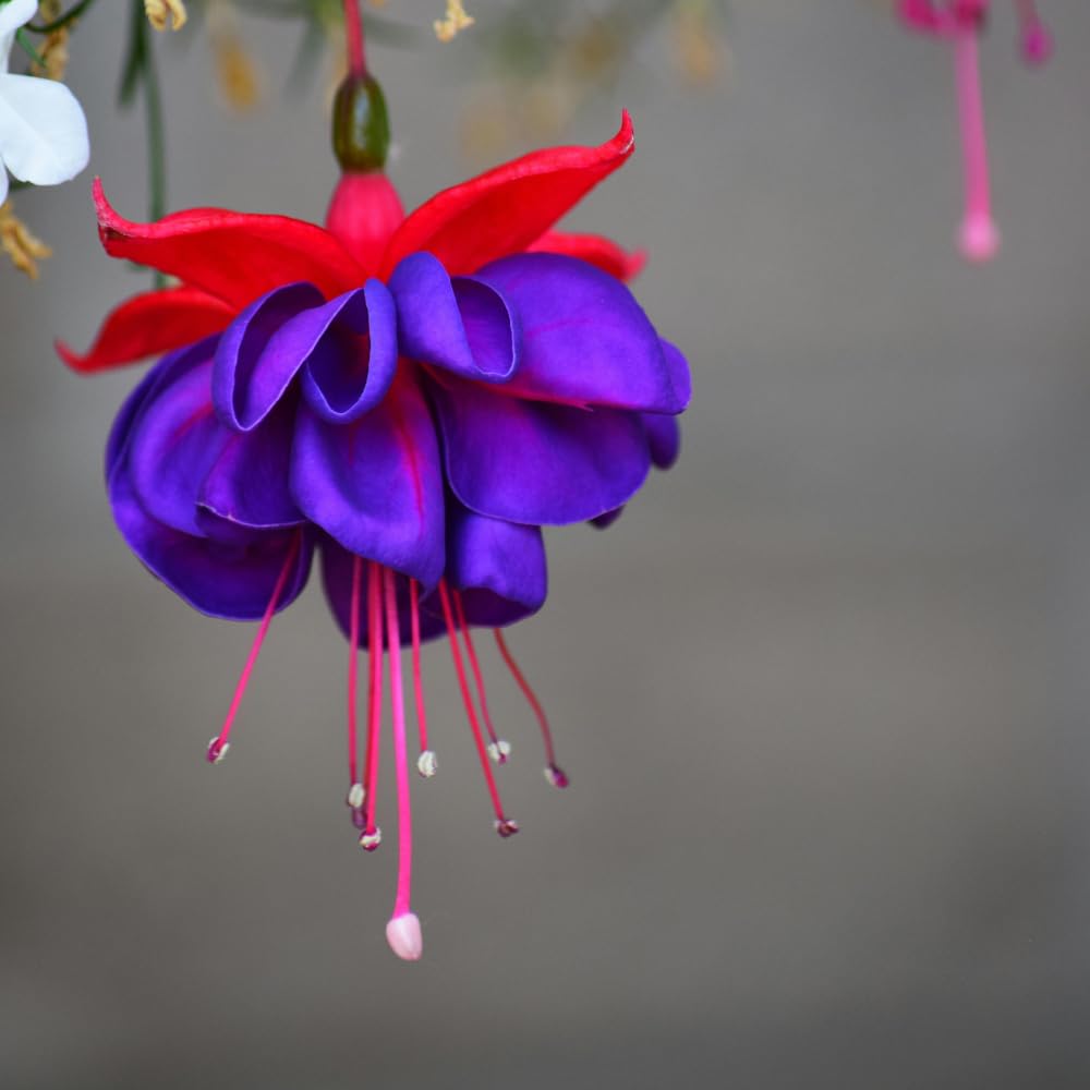2 Fuchsia Live Plants, Fuchsia Flower Perennial for Outdoor Garden 3 to 5 Inches (Dark Purple)