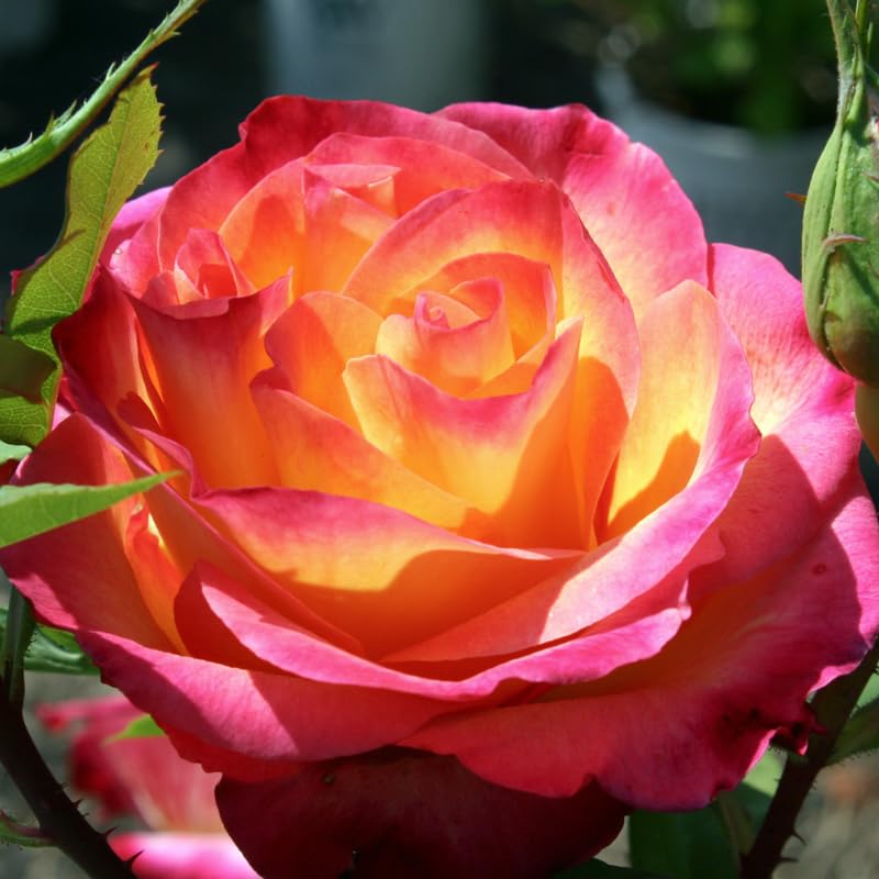 Rose Bush Live Plant, Fragrant Hybrid Tea Rose Flowers Well Rooted Plant, 5-10 Inc Tall for Planting Indoor Outdoor (Moment Rose)