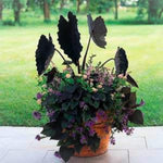 Combo 2 Black Colocasia Live Plants, 5 to 8" in Tall, Elephant Ear Esculenta Taro Alocasia Live Plant for Planting, Live House Plant Colocasia