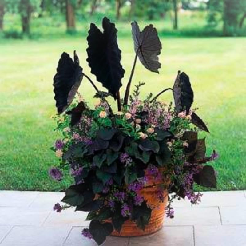 Combo 3 Black Colocasia Live Plants, Elephant Ear Esculenta Taro, 5 to 8" in Tall, Alocasia Live Plant for Planting, Live Houseplant Colocasia Plant