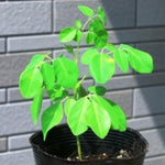 Moringa Tree Live Plant, Malunggay 6 to 8 Inc Tall Moringa Plants Live, Drumstick Horseradish Tree, Herb Moringa Plants to Plant Outdoor