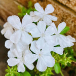 2 White Plumbago Plans, Live Plumbago Flowering Plant Well Rooted, 4 to 7 Inches