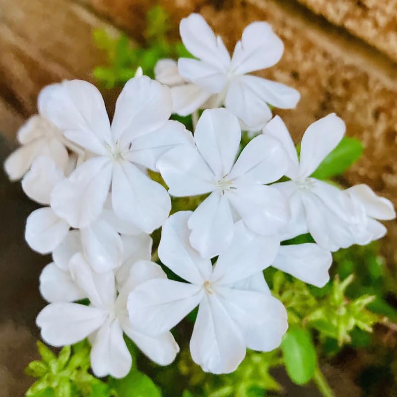 2 White Plumbago Plans, Live Plumbago Flowering Plant Well Rooted, 4 to 7 Inches