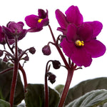 Burgundy Red African Violet Live Plant, 4 Inch Pot African Violets Live Plants, Violets Flowers Houseplants, Perennial Flowering Violet Plant Indoor Garden