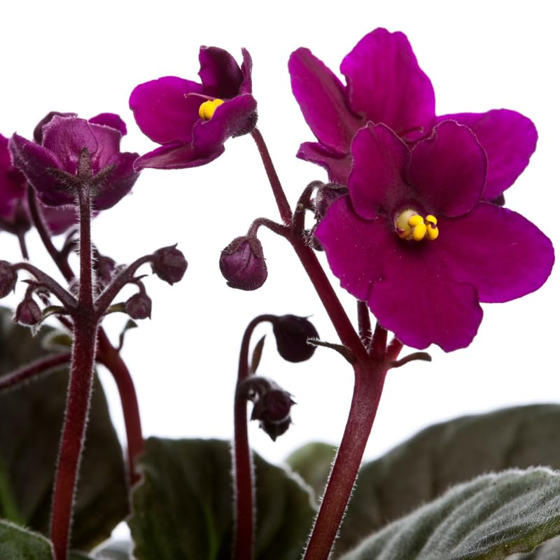 Burgundy Red African Violet Live Plant, 4 Inch Pot African Violets Live Plants, Violets Flowers Houseplants, Perennial Flowering Violet Plant Indoor Garden
