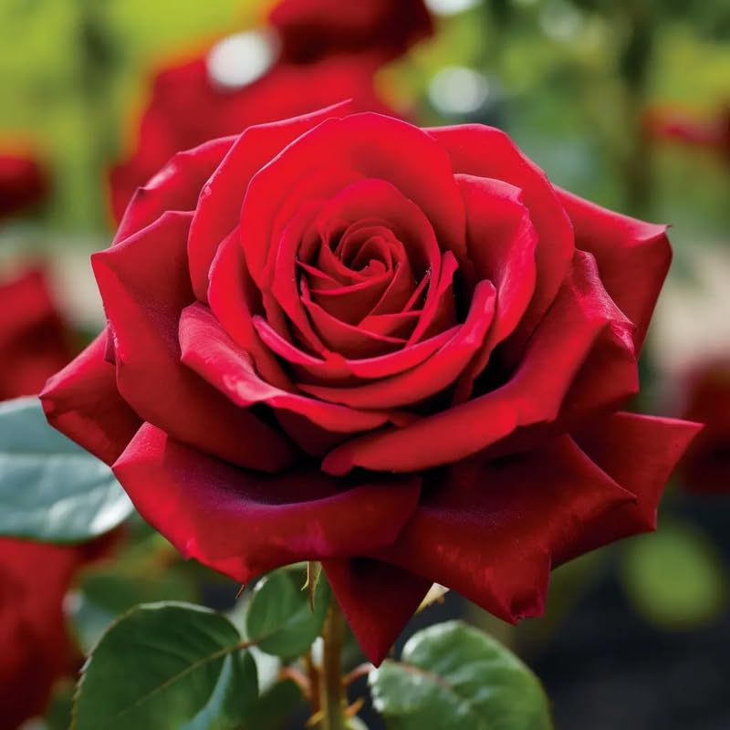 Rose Bush Live Plant, Hybrid Tea Rose Plant Live, 5-9 Inch Tall, Fragrant Flowers Tree, Well-Rooted 1 Year Old, No Pot (Red Rose)