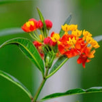 2 Tropical Milkweed Plants Live, Tropical Butterfly Milkweed 4-8 Inches, Perennial Milkweeds Flowers Well Rooted Container or Outdoor Growing