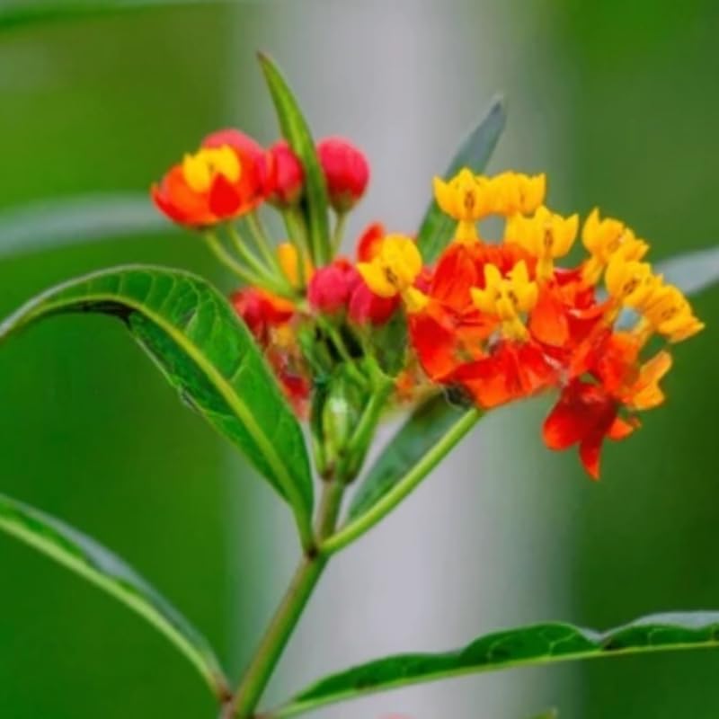 2 Tropical Milkweed Plants Live, Tropical Butterfly Milkweed 4-8 Inches, Perennial Milkweeds Flowers Well Rooted Container or Outdoor Growing