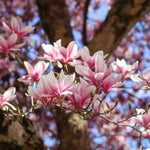 Saucer Magnolia Tree in Gallon Pot, Live Flowering Magnolia Tree, Hardy Ornamental Shade Trees with Fragrant Blooms
