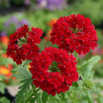 Sets 4 Perennial Verbena Live Plants Ground Cover or Trailing Plugs, Red Bloom, Outdoor Planting Spring