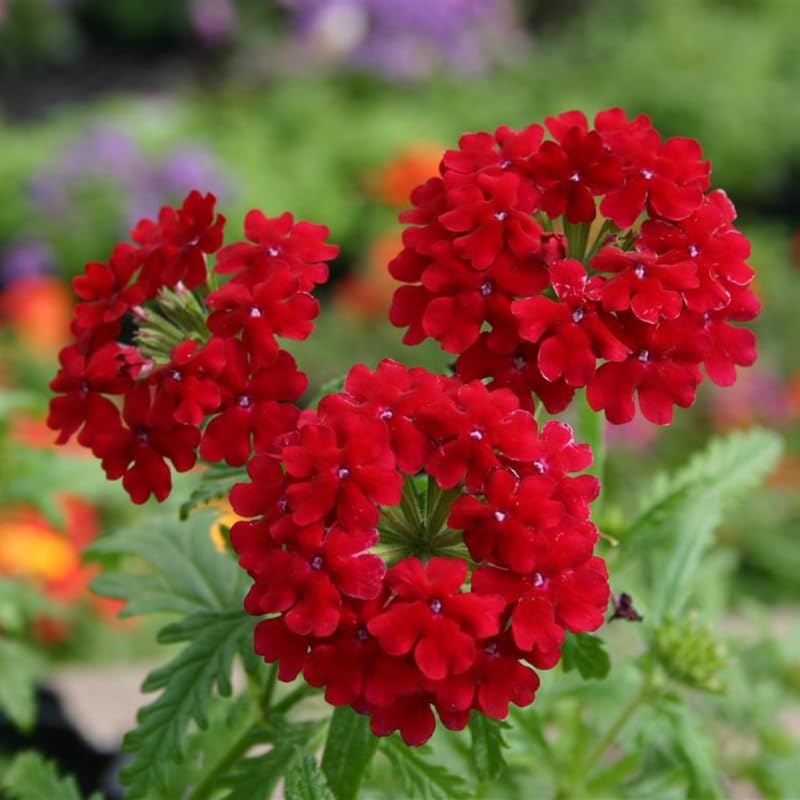 Sets 4 Perennial Verbena Live Plants Ground Cover or Trailing Plugs, Red Bloom, Outdoor Planting Spring
