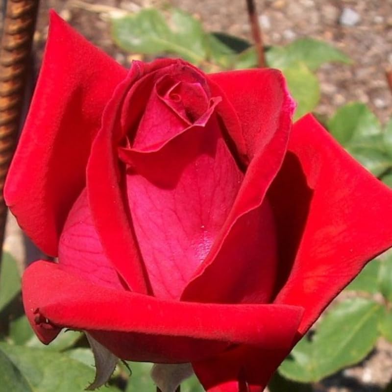 Rose Bush Live Plant, Hybrid Tea Rose Plant Live, 5-9 Inch Tall, Fragrant Flowers Tree, Well-Rooted 1 Year Old, No Pot (Red Rose)