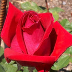 Rose Plant Live, Hybrid Tea Rose Bush Live Plant, 5-9 Inch Tall, Fragrant Flowers Shrub Ready to Plant Outdoor, No Pot, Well-Rooted (Red Rose)