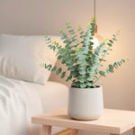 Baby Blue Eucalyptus Plant Live, Eucalyptus Tree Live Plant, 5 to 7 Inc Tall, Fragrant Foliage, Cold Hardy Eucalyptus Plant Live for Indoor Outdoor Growing