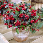 Gaultheria Cherry Plant, 4 to 8 Inch Tall Teaberry Plant, Fragrant Leaves, Red Berries Plants for Indoor Outdoor Garden