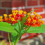 4 Milkweed Plants Live, Deep Red Butterfly Milkweed Asclepias Tuberosa Perennial Wildflowers Swamp Common Bush, 5-9" in Tall, No Pot