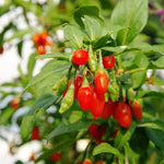 3 Red Goji Berry Plants Live 4 to 8 Inch Tall, Sweet Goji Berry Trees Perennial Garden Simple to Grow, Berry Fruit Tree