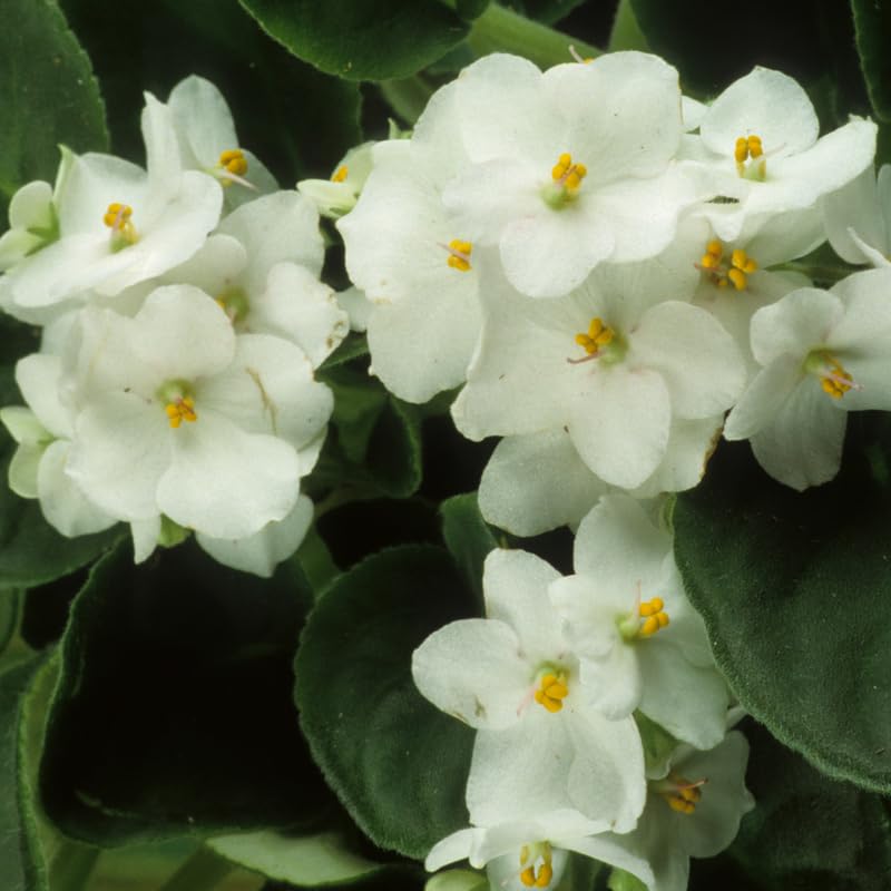 White African Violet Live Plant, 4 Inch Pot African Violets Live Plant, Live Afican Violets Plants, White Flowering African Violets Live Plants Indoor Garden, Perennial Live African Violet Plants